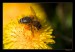 včelka na žlutém květu